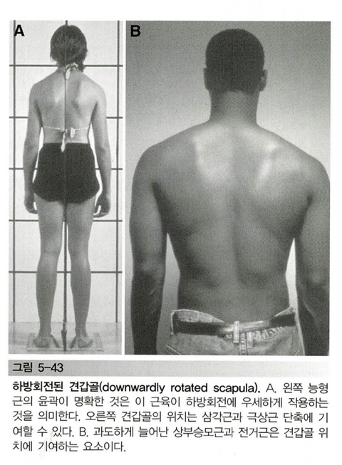 [한남PT] 하방회전 증후군을 위한 전거근과 상부 승모근 운동! : 네이버 블로그