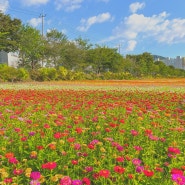 장성 :: 211007 필암서원, 황룡강 생태공원, 돌담길 수제맥주, 축령산 캠크닉(숲온), 장성호 수변길&출렁다리, 백양사