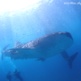 보홀 고래상어 릴라 & 나팔링 정어리떼 Lila Whale shark Bohol & Napaling Point Sardines
