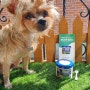 호주수입 퍼나이즈파우더 강아지관절영양제로 지키는 우리 강아지 건강!