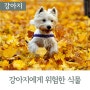 강아지와 가을 산책 시 은행나무 열매를 조심하세요!