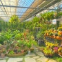 파주 조인폴리아 식물 마켓 쇼핑, 정글 가든 센터