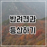 반려견과 함께 가을 산 등산하기