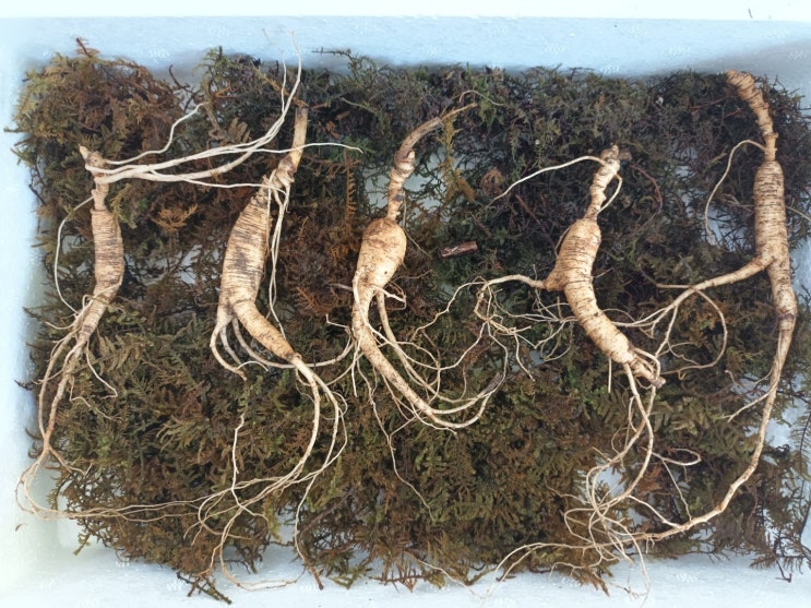 부모님 효도선물 산삼!! 백세자연산삼 : 네이버 블로그