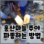 홍산마늘 종구, 주아 파종하는 방법 한방에 정리