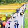 [축제현장] 장성 황룡강 가을꽃축제 "힐링돼"