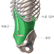 [전주 자세교정/전주 체형교정/전주 척추교정] 복횡근(Transversus Abdominis)에 대해 알아봅시다!