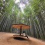 담양여행 Day2 : 국내 최고의 여행지 죽녹원, 대나무 숲길을 걷다