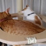 캣폴에 애니스크래쳐 보드까지, 고양이를 위한, 집사를 위한 수직 공간의 행복, 갸또 블랑코 아이언 캣폴