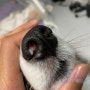 강아지 코 마름 및 촉촉 색깔 변화 요인들
