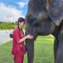 태국 치앙마이 여행 🐘 코끼리 투어