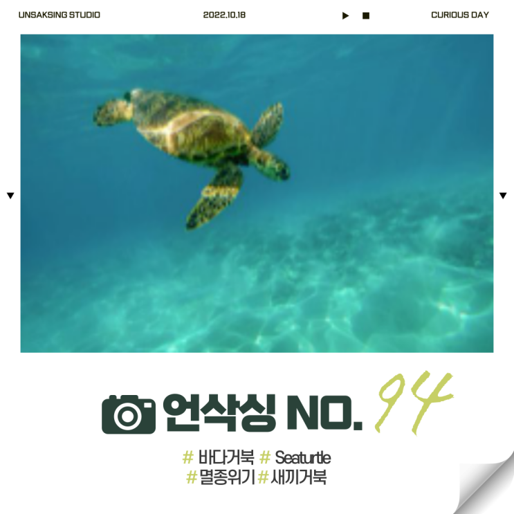 바다거북 멸종위기종? 좀 더 자세히 알아봐요 : 네이버 블로그