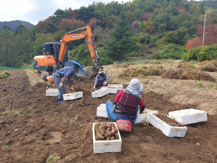 산마 효능과 먹는법 산마 판매 : 네이버 블로그