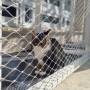 고양이 전문 보호소 온캣 개관 방문 후기 (동물자유연대 / 동자련)