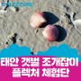 [플렉처랑 놀자] 태안 갯벌 조개잡이 체험 후기, 플렉처 체험단 추천