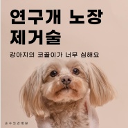 연구개 노장제거술