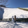 [강원도]평창 가볼만한 곳, 눈이 소복이 쌓인 12월 대관령 양떼목장
