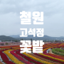 서울 근교 당일치기 꽃나들이 철원 고석정꽃밭