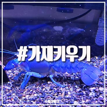 블루크로우 가재 키우기 준비물 가재수명 및 탈피 알아보아요 : 네이버 블로그