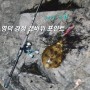 영덕 축산면 경정 갯바위 무늬오징어 에깅낚시 조황
