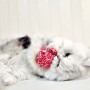 고양이 캣닢 볼 마따따비 장난감 레드캣볼 리뷰/ 고양이 캣잎 좋아하는 이유