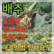 [모두싹] 유기농 가을 배추 재배! 무름병과 뿌리혹병 왔는데 어떻게 해야 하죠?