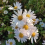 곡성 충의공원 구절초 예쁜 꽃 보드라운 향기