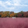 서울 근교 핑크뮬리&단풍 명소 : 하남 미사 경정공원 ♥︎
