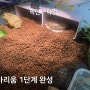 픽시프록 픽맨 픽걸 비바리움 사육장 1단계 완성!!