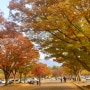 서울대공원 호숫가 둘레길:: 알록달록 단풍놀이,주말 가볼만한 곳