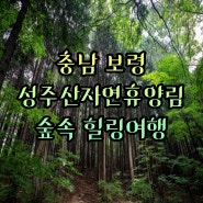 편백나무 꽃무릇 숲속 힐링 여행 ㅣ보령 성주산자연휴양림 이용안내 추천 이유