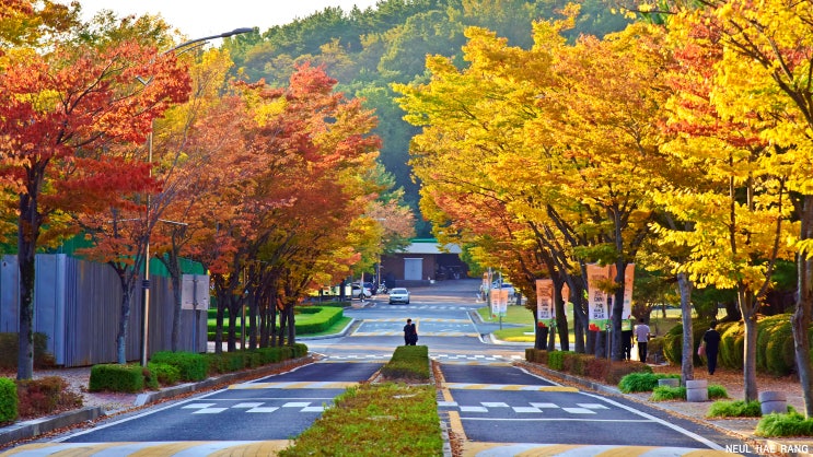 경남 창원 단풍 명소 창원대학교 단풍 절정 & 경남 10월 꽃구경 가볼만한곳 ... : 네이버 블로그
