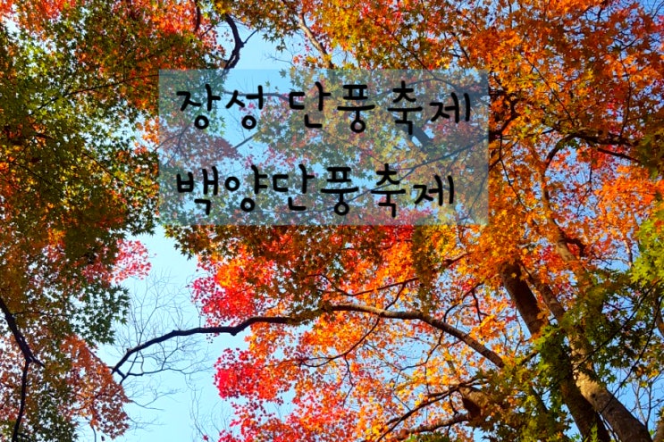 장성 단풍 축제 백양단풍축제 기간 백양사 단풍여행 오세요 : 네이버 블로그