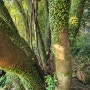 제주 환상숲 곶자왈공원