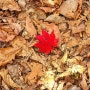 가야산, 가을을 흠뻑 마신 날(2022.10.23)
