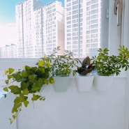 집에서 키우는 수경 재배 식물 :: 이케아 순네르스타 베란다 걸이 화분