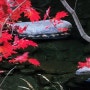 [지리산 국립공원] 천왕봉가는 가장쉬운 등산코스 순두류 법계사 천왕봉 제석봉 장터목 유암폭포 중산리
