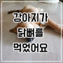 강아지가 닭뼈를 먹으면 위험한 이유와 대처방법