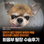 갑자기 생긴 엉덩이 부위의 혹을 증상으로 내원한 강아지의 회음부 탈장 수술후기, 잠실동물병원, 잠실ON동물의료센터