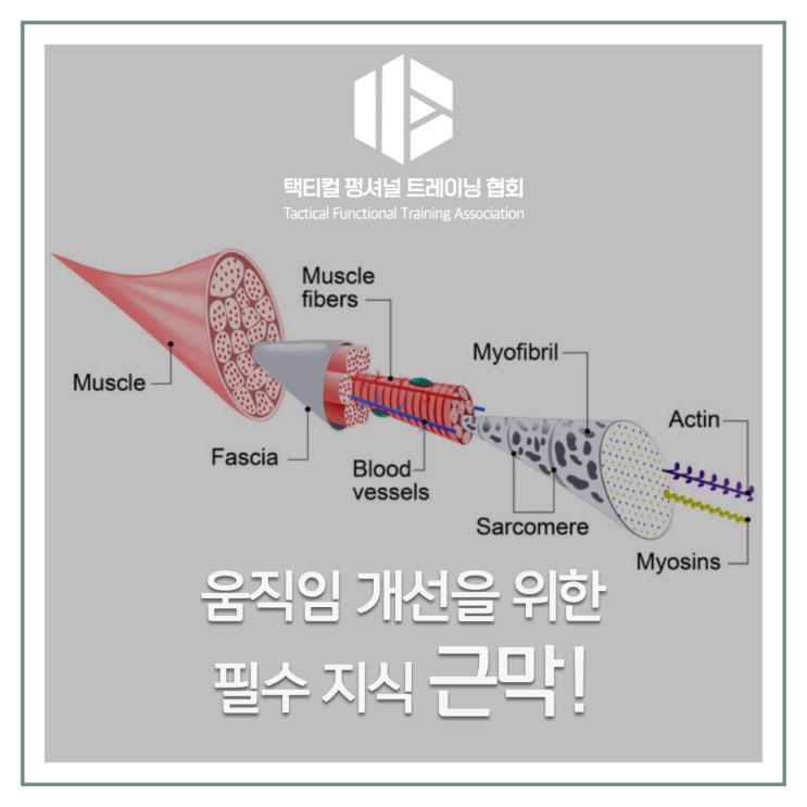움직임 개선을 위한 필수 지식 근막! 근막의 기초 지식과 간단한 운동 적용법! : 네이버 블로그