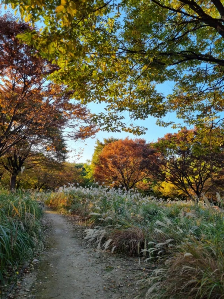 서울단풍 명소 서울숲 - 서울 억새 명소 서울숲 바람의 언덕 : 네이버 블로그