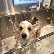 [뚜기랑 서울 강서] |슈슈댕 마곡점| 24시 강아지 셀프목욕 웰시코기 목욕
