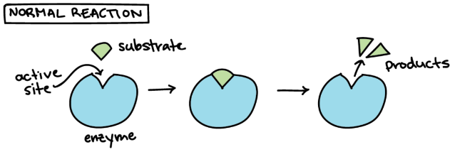 non-competitive & competitive inhibition : 네이버 블로그
