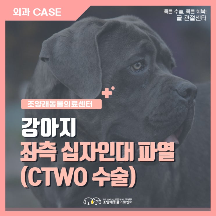 강아지 후지 보행 장애, 대형견 십자인대 파열, 강아지 CTWO수술 [부산24시 조양래동물의료센터] : 네이버 블로그