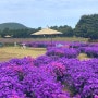 제주 동쪽 가볼 만한 곳: 넓은 꽃밭이 있어 사진 찍기 좋은 ‘카페 글렌코’ 후기