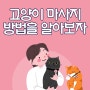 고양이 마사지 방법을 부위별로 알아보자