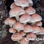10월,11월 진미의 야생버섯 3가지!-자연산느타리버섯,개암버섯,가지버섯