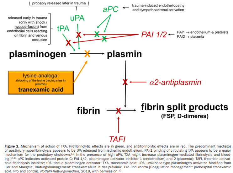 TXA, Tranexamic acid 출혈?, 부작용?, 기전? : 네이버 블로그