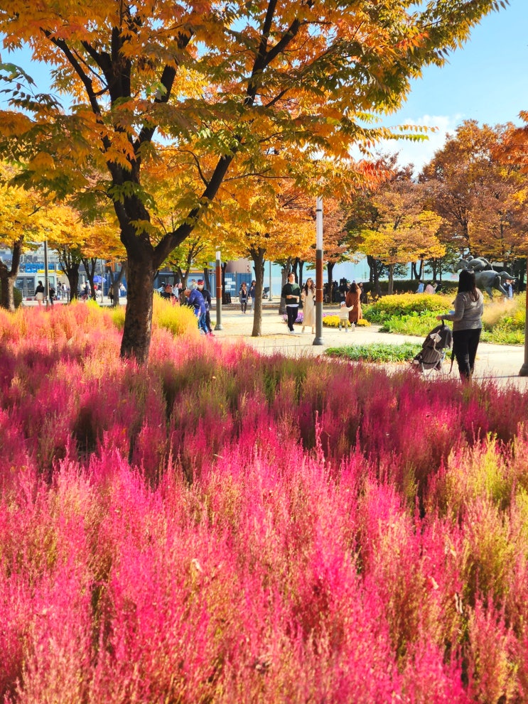 서울 단풍 서울숲 사슴 바람의 언덕 도심속가을 단풍단풍해~ : 네이버 블로그