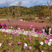 22년 가을 함안 악양생태공원의 핑크뮬리와 남강 조망